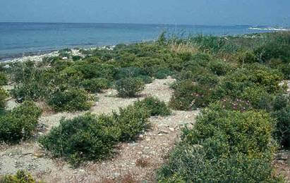 Thassos - flora and fauna