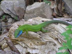 Thassos - flora and fauna